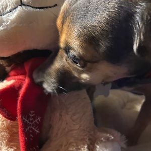 Meet your Posher, Bernadette